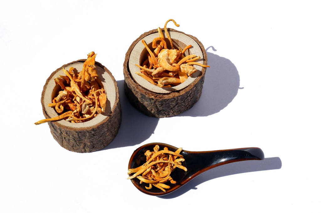 Cordyceps3.jpg Cordyceps3.jpg