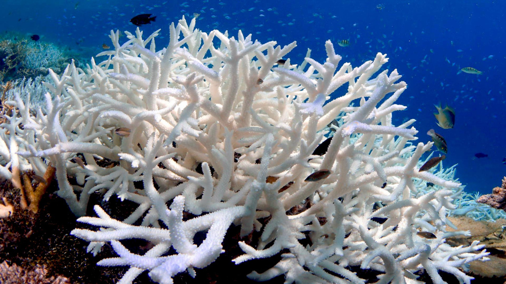 coral.jpg coral.jpg